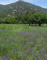 Holiday accommodation for rent to walk in fields of flowers in Parque de los Alcornacales